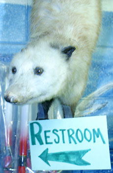A stuffed ferret greets visitors at Bob´s Bait Bucket