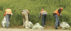 Juvenile workers pull weeds in the BC stadium as part of their work program.