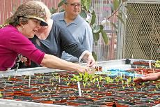 Margeret Winters looks at small potted plants in a greenhouse.
