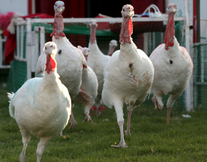 A flock of 6-month-old midget white turkeys race as entertainment during the Wild West Turkey Stampede show at the Kern County Fair on Sept. 30.