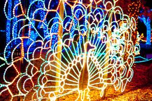 A peacock light display at the seventh annual Holiday Lights at the California Living Museum on Nov. 29.