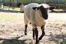 The Bakersfield College farm owns many sheep that students care for as part of the agriculture classes offered there March 10.