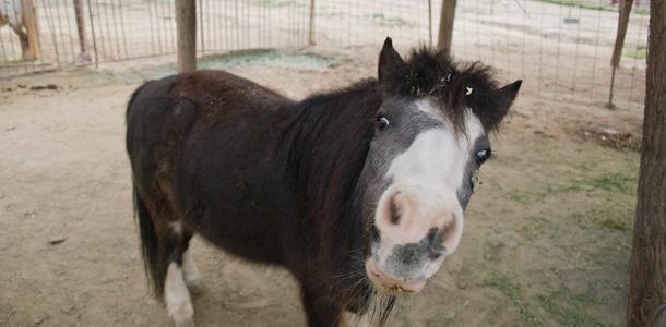 Tanglewood Farms and their mini horses