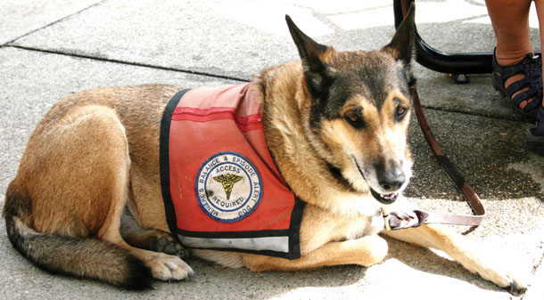How to recognize a service dog at BC