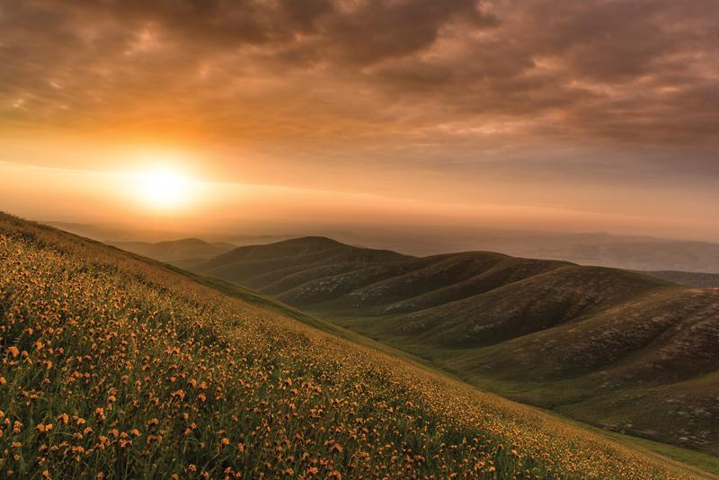 Wildflowers of Kern County