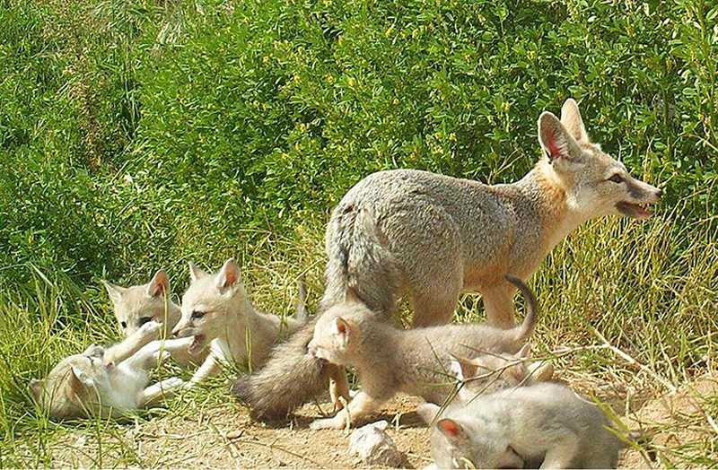 Kit fox: ESRP expert responds to the handling of kit foxes