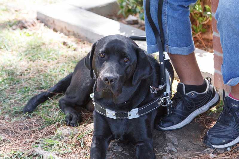 Use of service dogs at BC on the rise