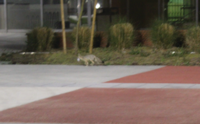A kit fox runs across campus in front of the indoor theater.
