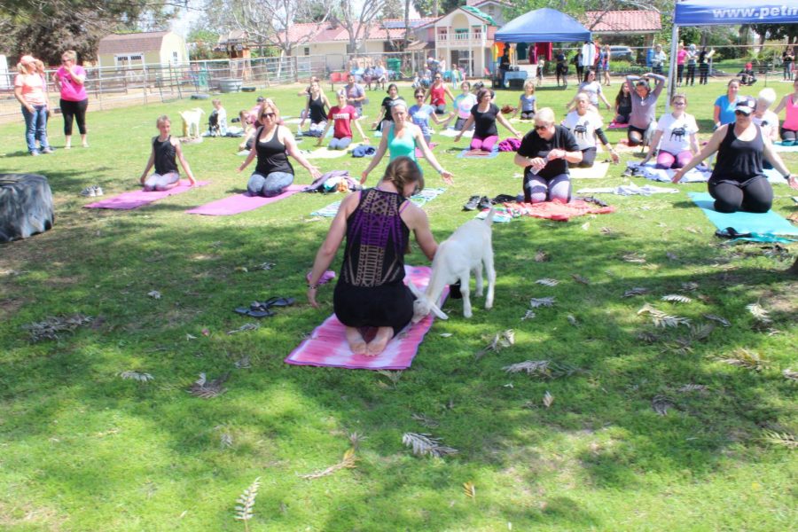 Rochelle Pate, the yoga instructor, pets a goat that wandered next to her.