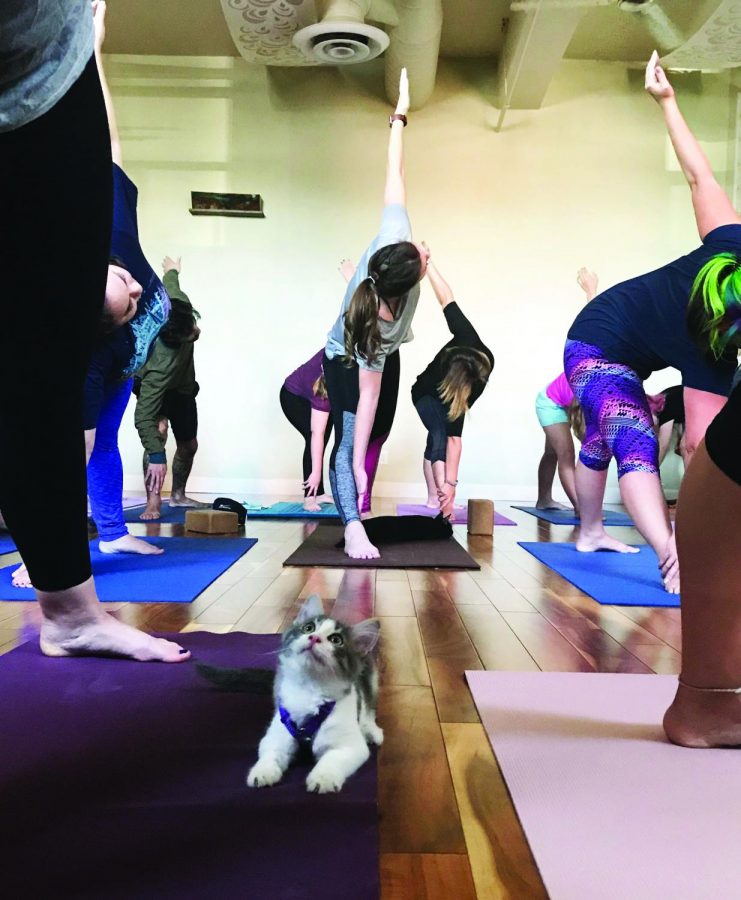 One of the kittens up for adoption looks at a yoga student.