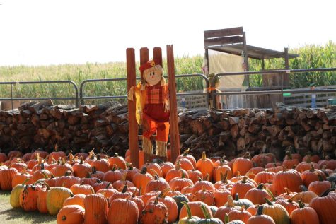 Pumpkin scarecrow figure in the middle of many pumpkins on the ground