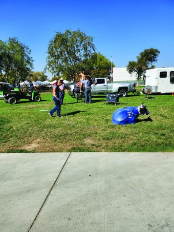 person throwing rope over fake cow on grass