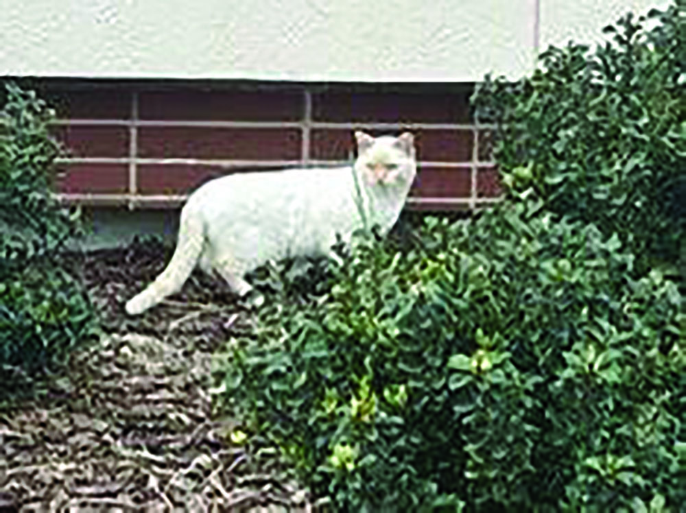 A white cat hiding out near the STEM building 